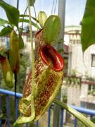 Nepenthes mirabilis x ampullaria 2